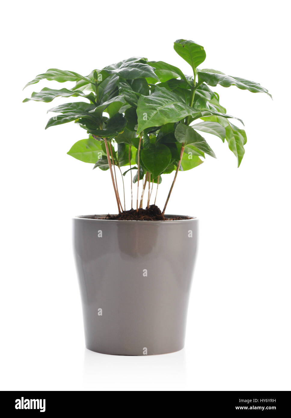 Coffee tree (Arabica Plant) in flower pot isolated on white background ...