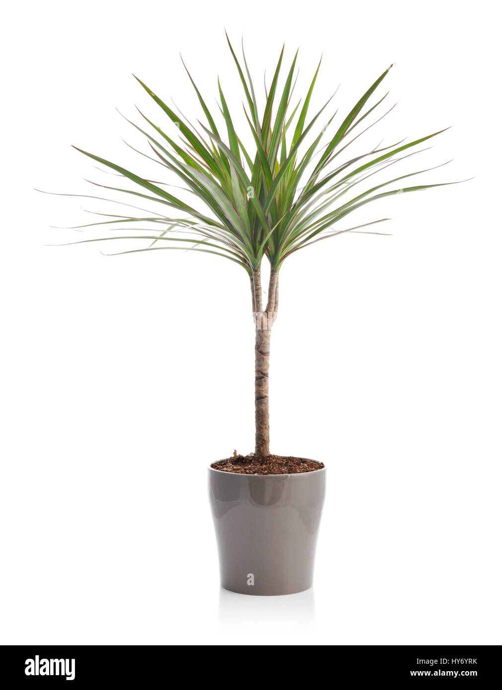 Dracaena in a flower pot the isolated on white background Stock Photo