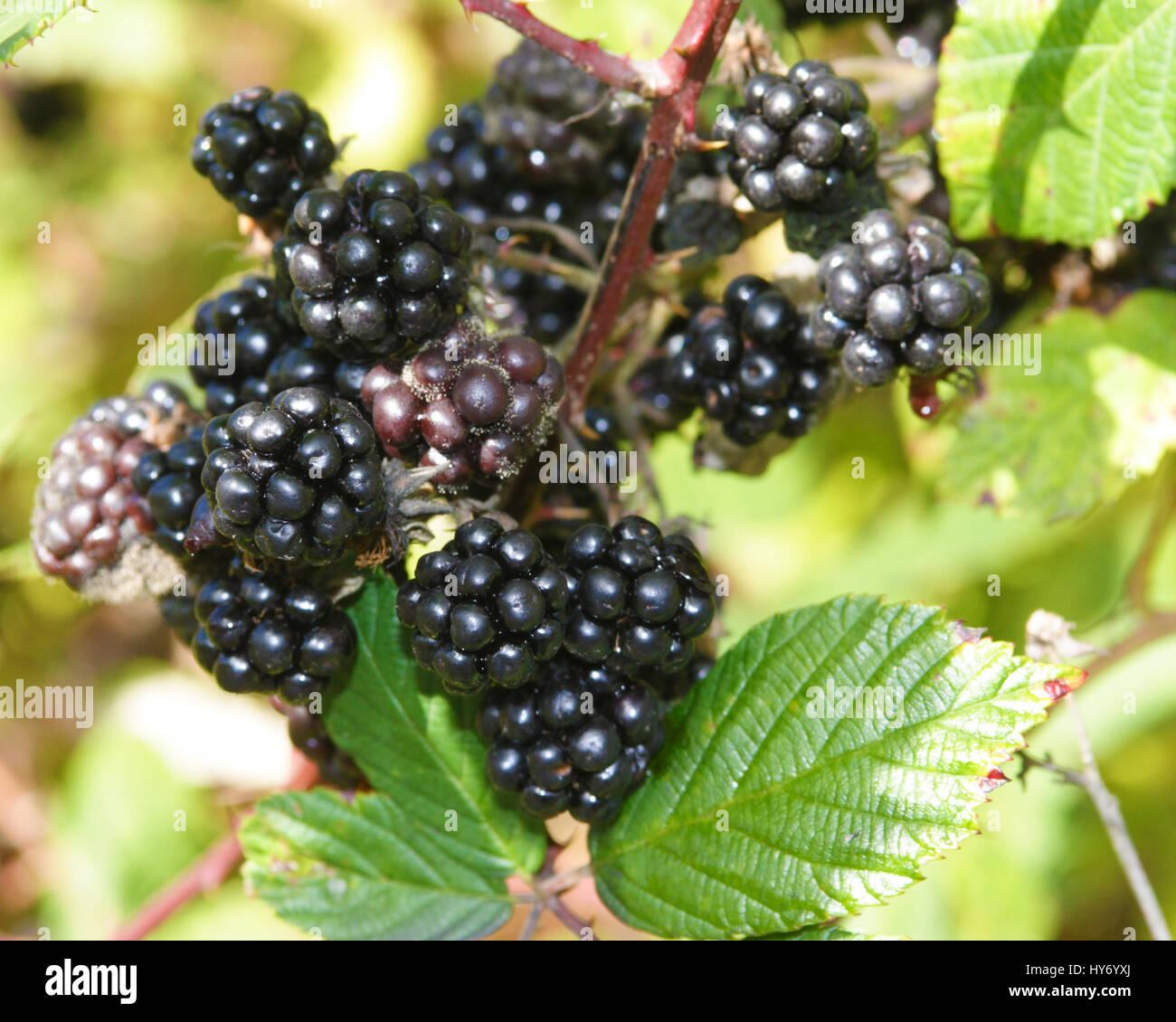 Blackberries ready to pick Stock Photo Alamy