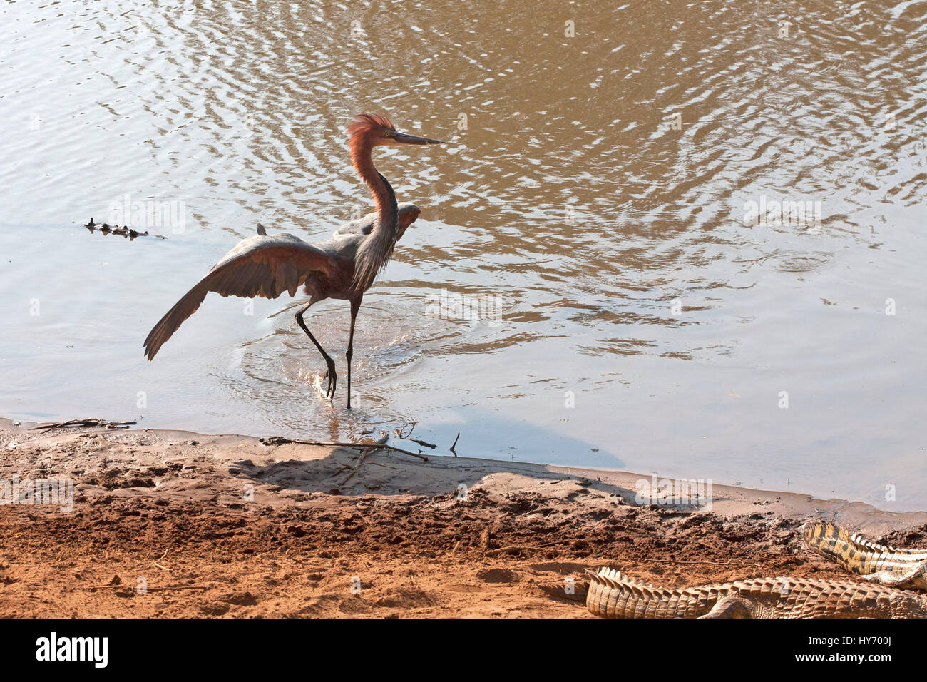 Goliath Heron, South Africa Stock Photo Alamy