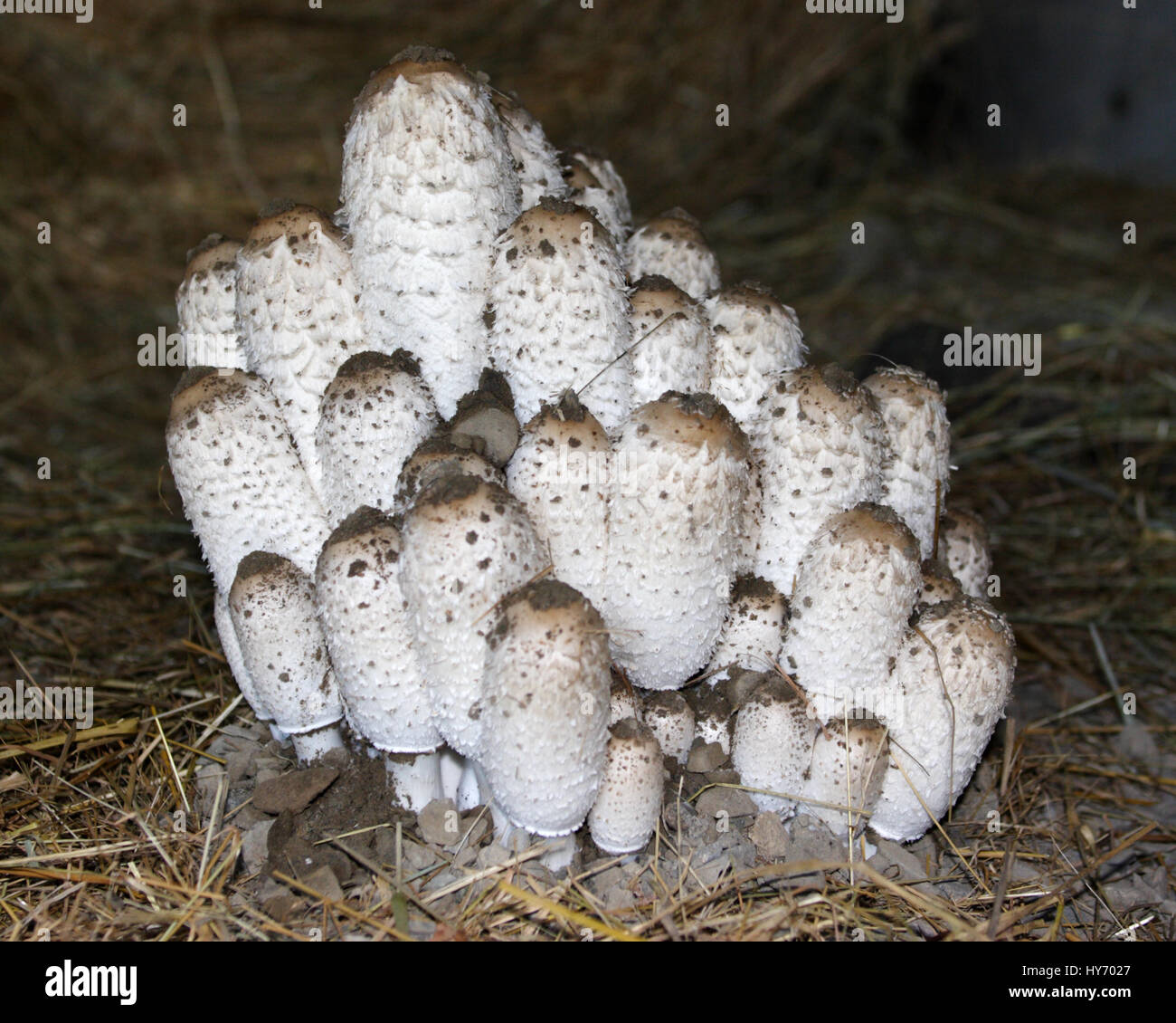 Cluster of mushroom like towers Stock Photo