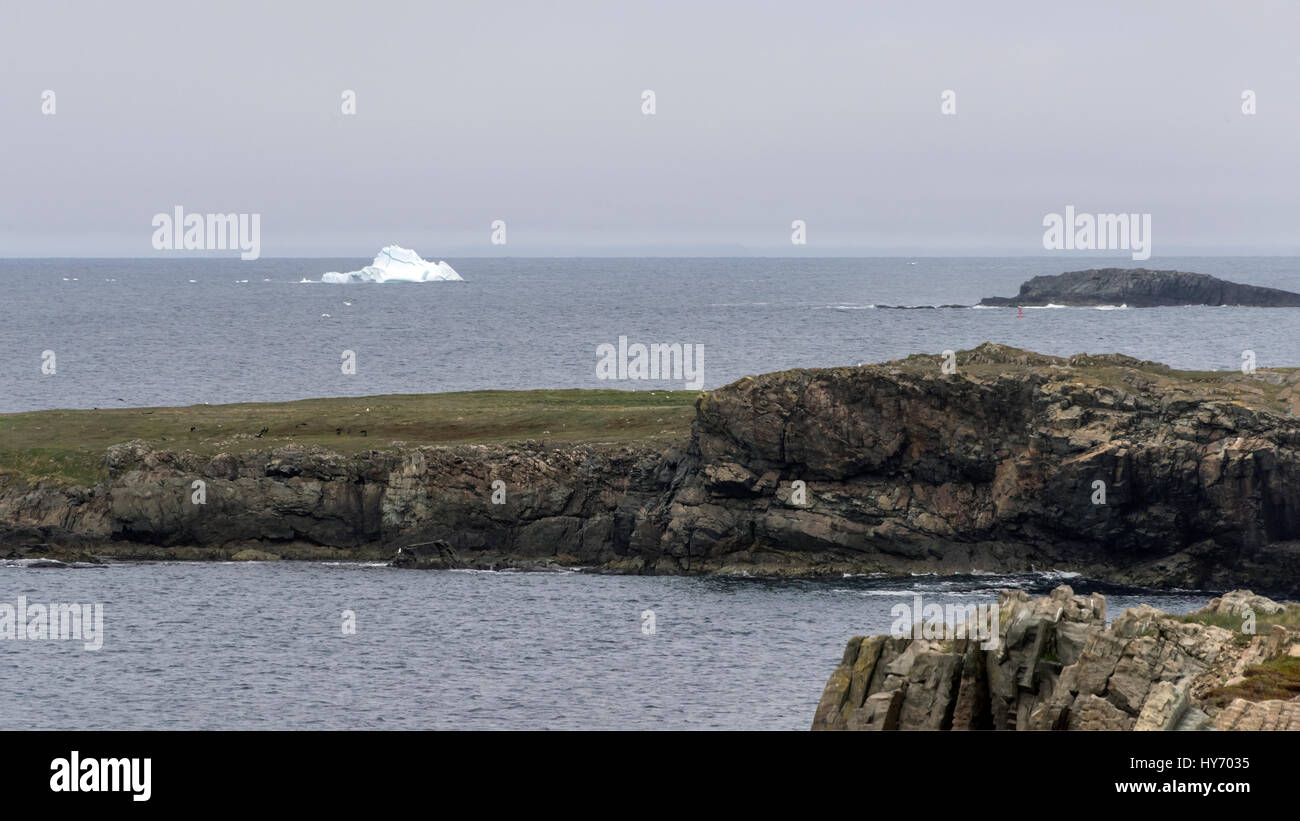 Iceberg alley, Bonavista Peninsula, iceberg with seagulls, Newfoundland Stock Photo