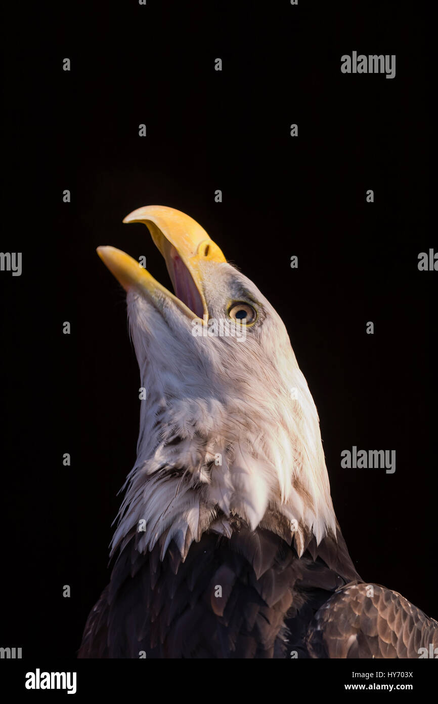 Bald Eagle (Haliaeetus leucocephalus) female, Bald eagle portrait