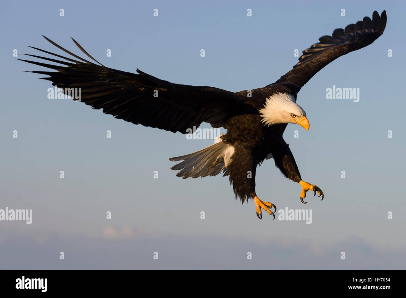 Bald Eagle (Haliaeetus leucocephalus) Mature bald eagle flying and about to land, Homer Spit, Homer, AK, USA Stock Photo