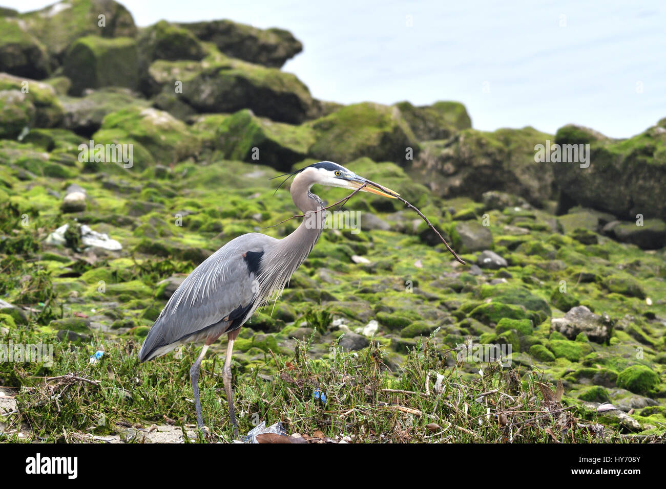 Great blue heron fetching a stick.  Too bad there is litter along the shore :(.  Ballona Creek, Los Angeles, CA Stock Photo
