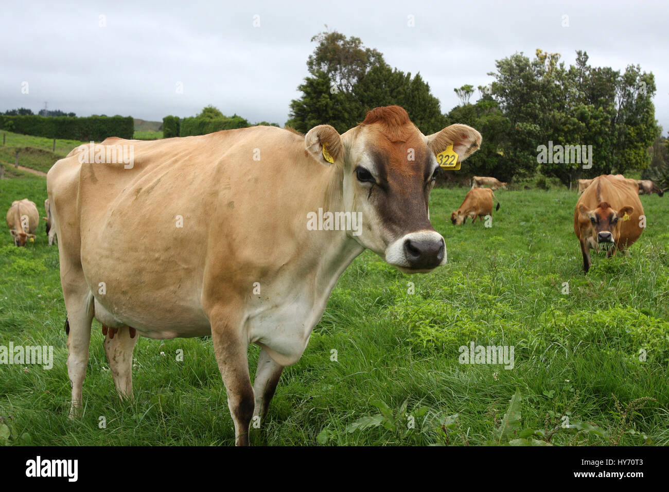 Jersey cow grazing hires stock photography and images Alamy