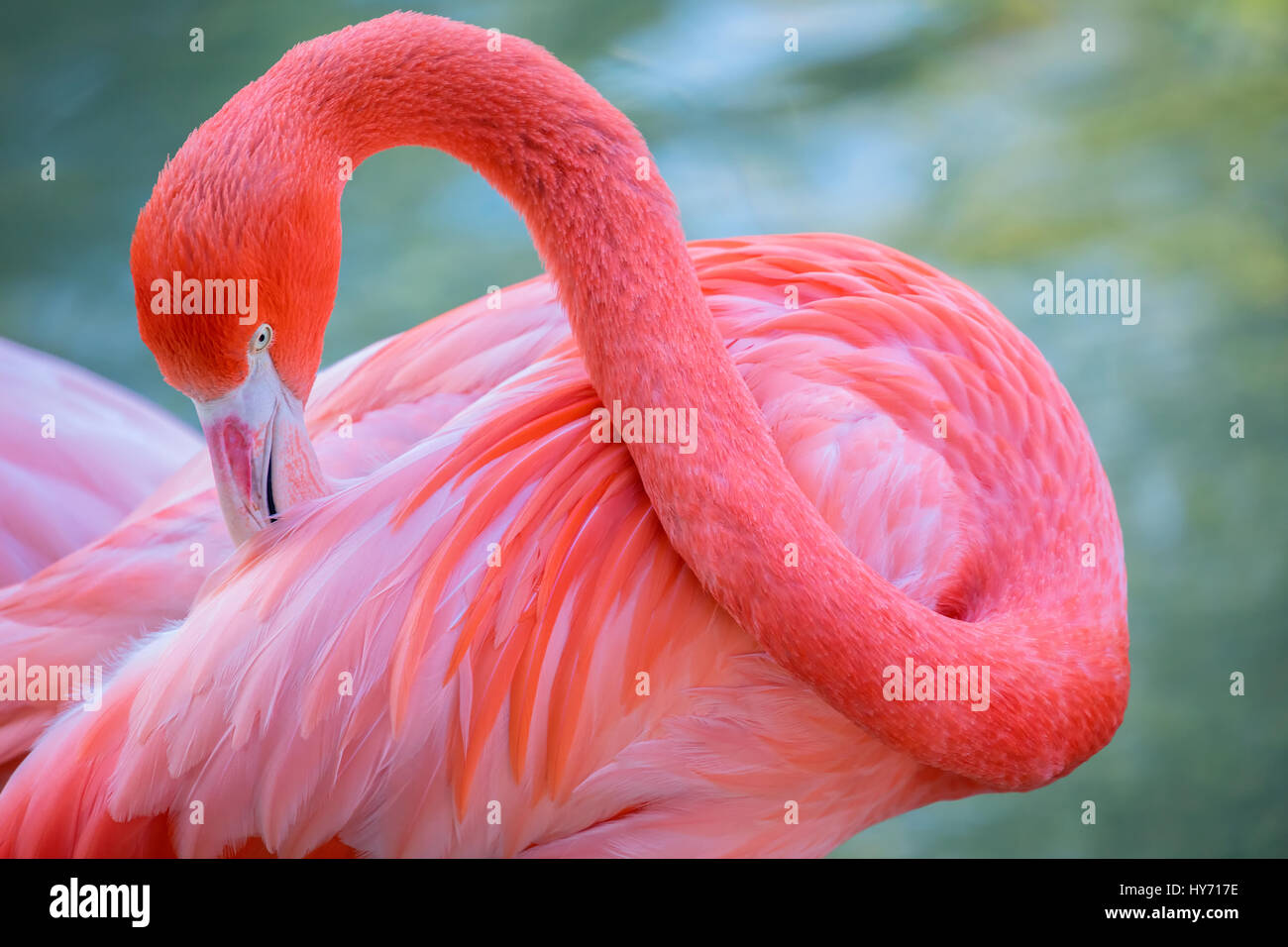 The colorful Caribbean Flamingo Stock Photo