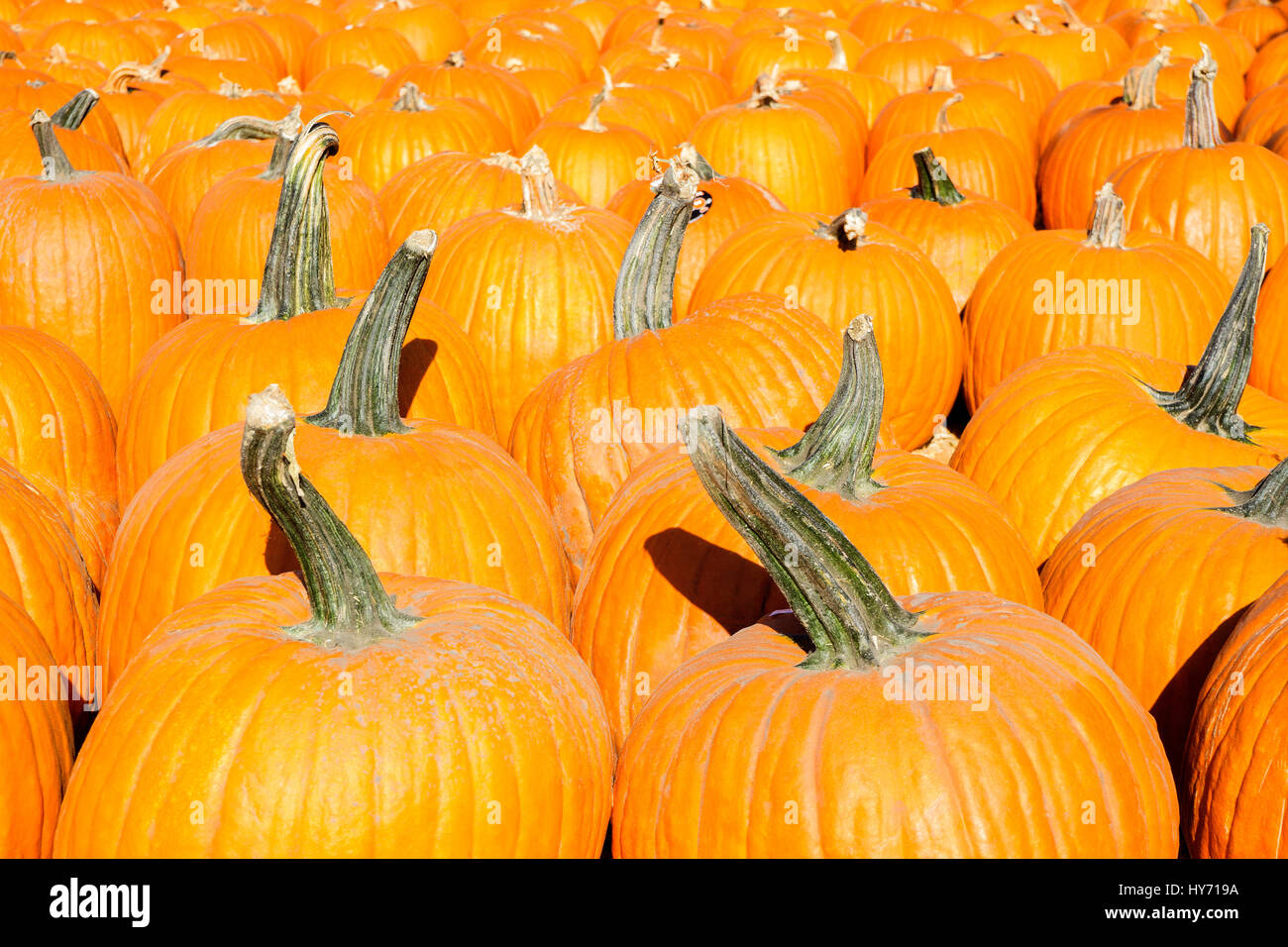 Pumpkin patch fresh pumpkins hi-res stock photography and images - Alamy
