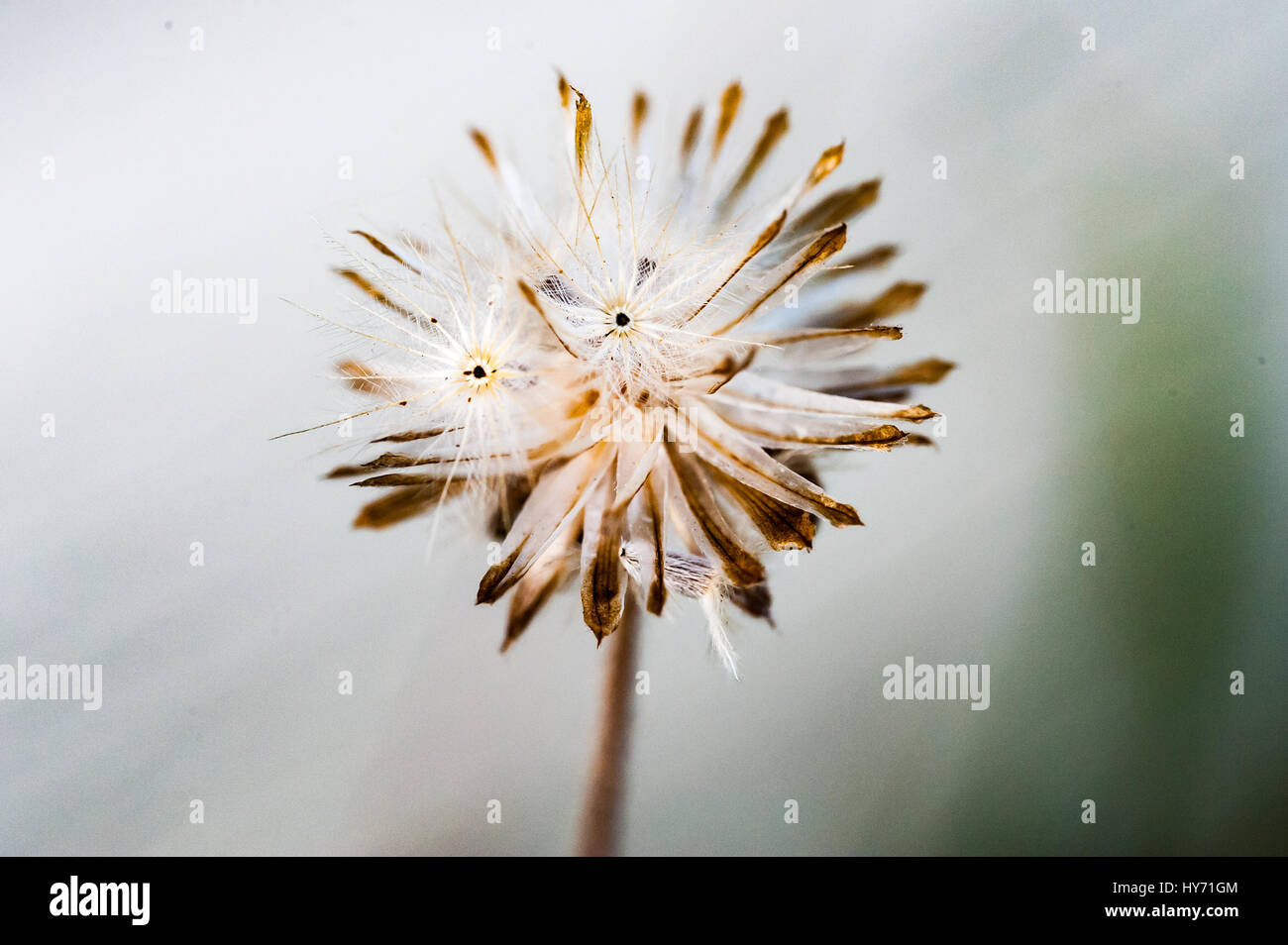 Yard weed hi-res stock photography and images - Alamy
