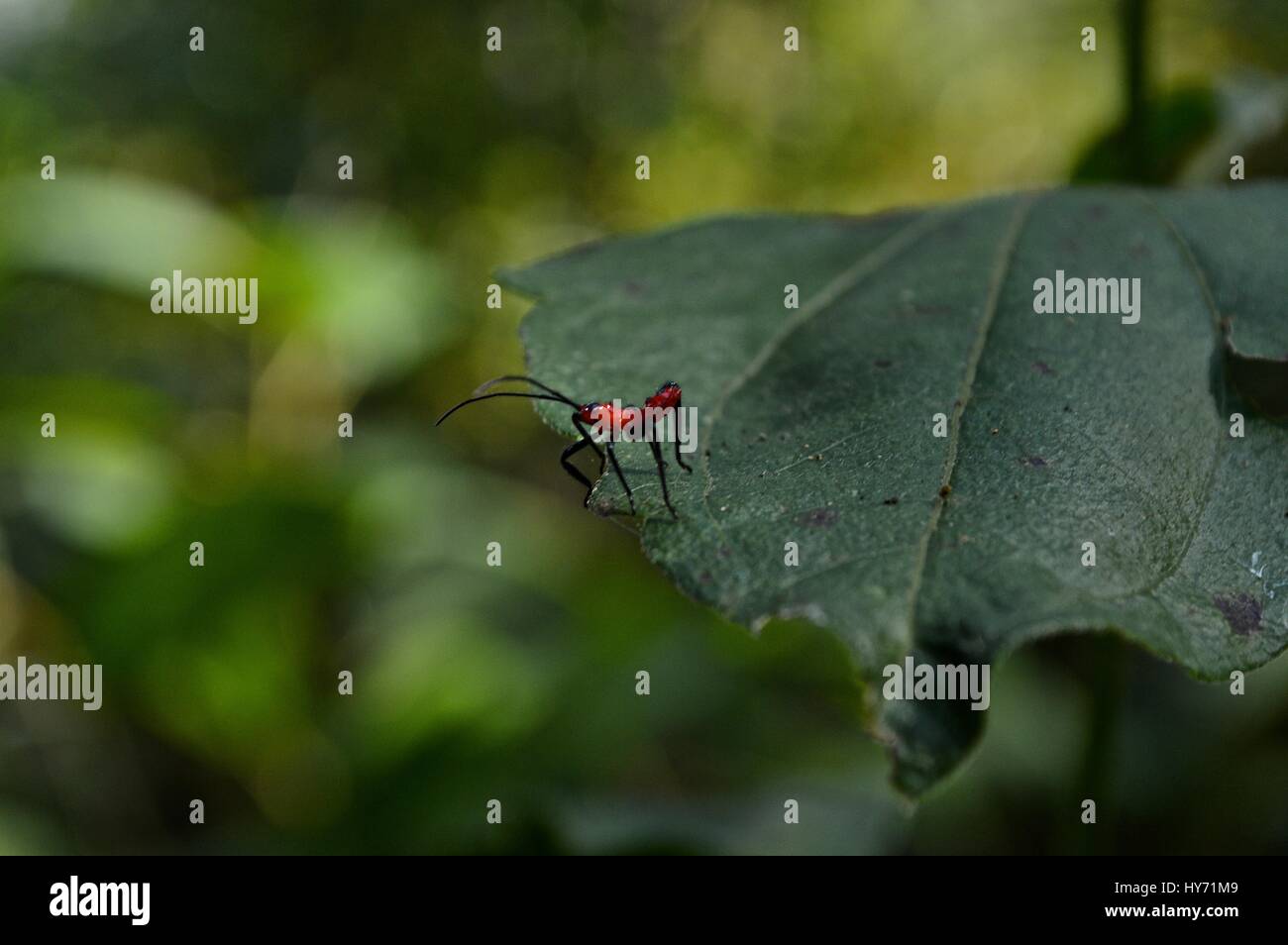 Rainforest insect cute hi-res stock photography and images - Alamy