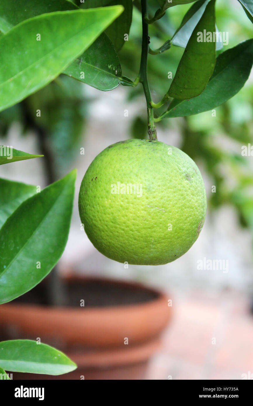 lemon tree at a garden Stock Photo - Alamy