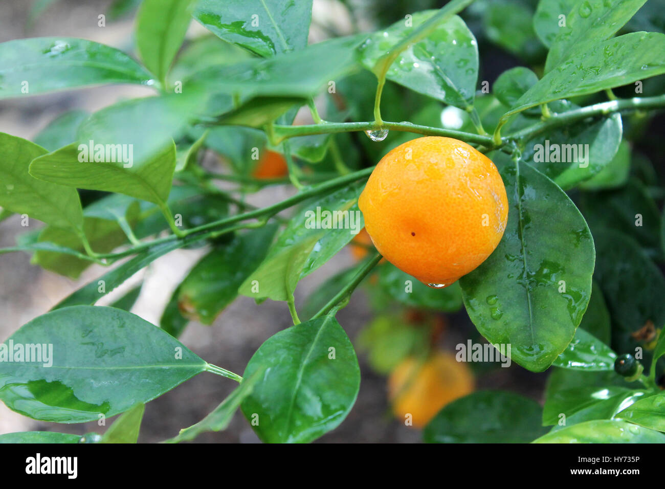 Tangerine tree with water drops Stock Photo Alamy