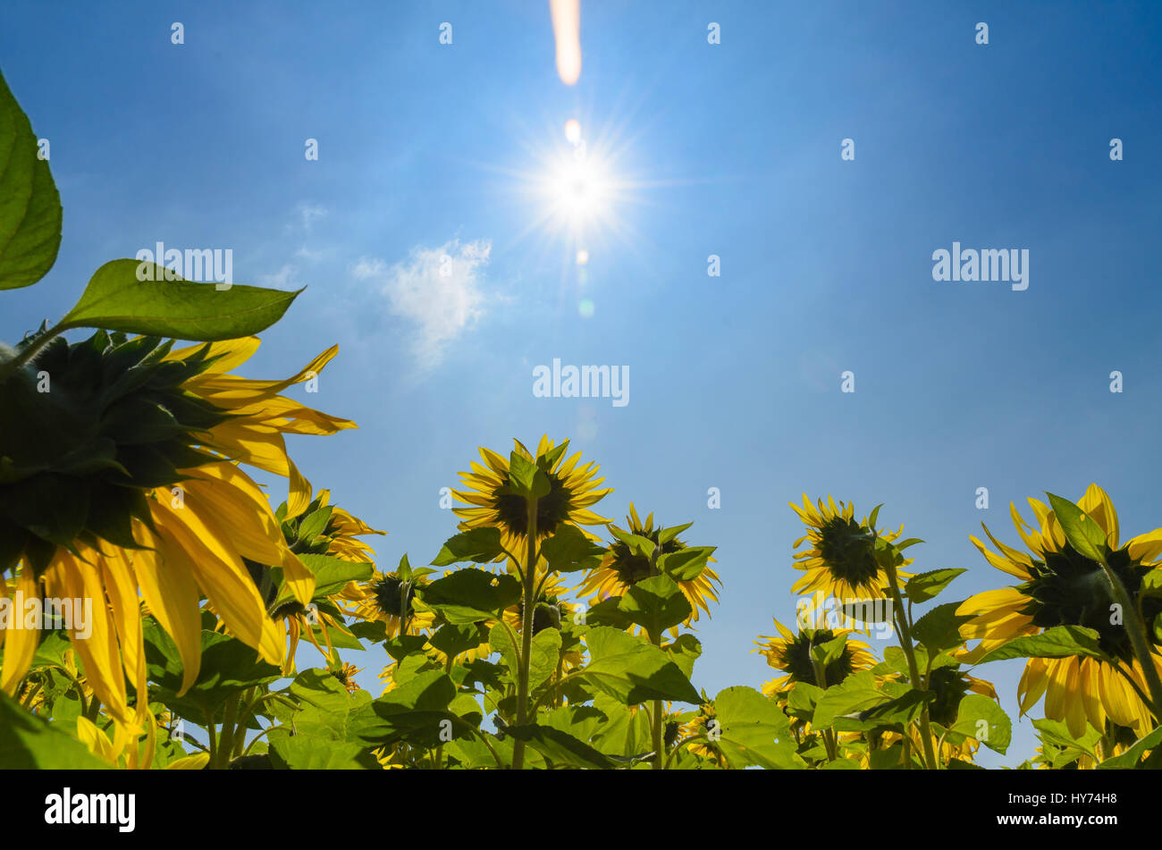 Sunflower follow the sun in the morning Stock Photo Alamy