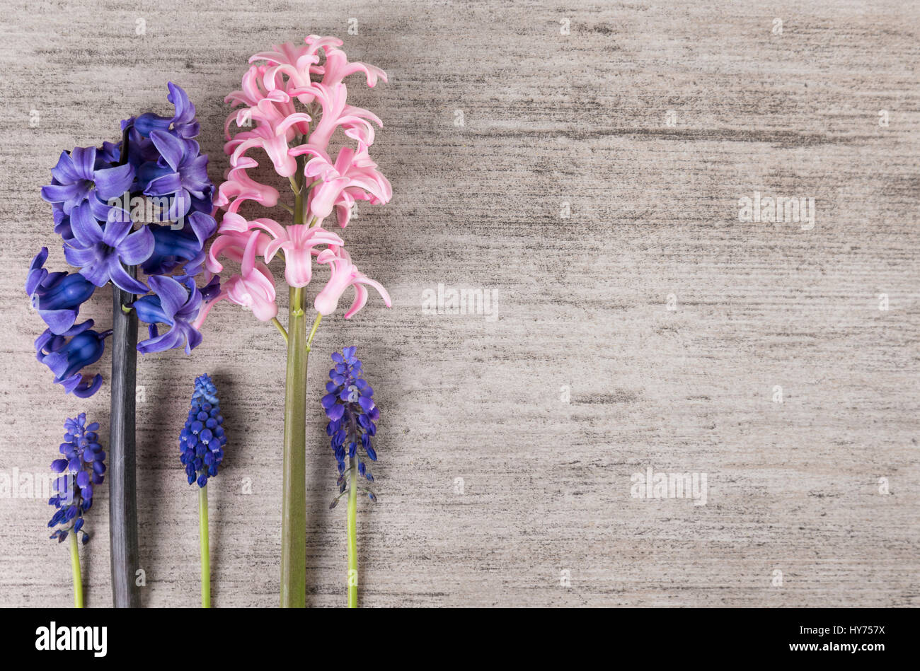 Minimalist flowers on light gray background. Plain simple background, copy space Stock Photo