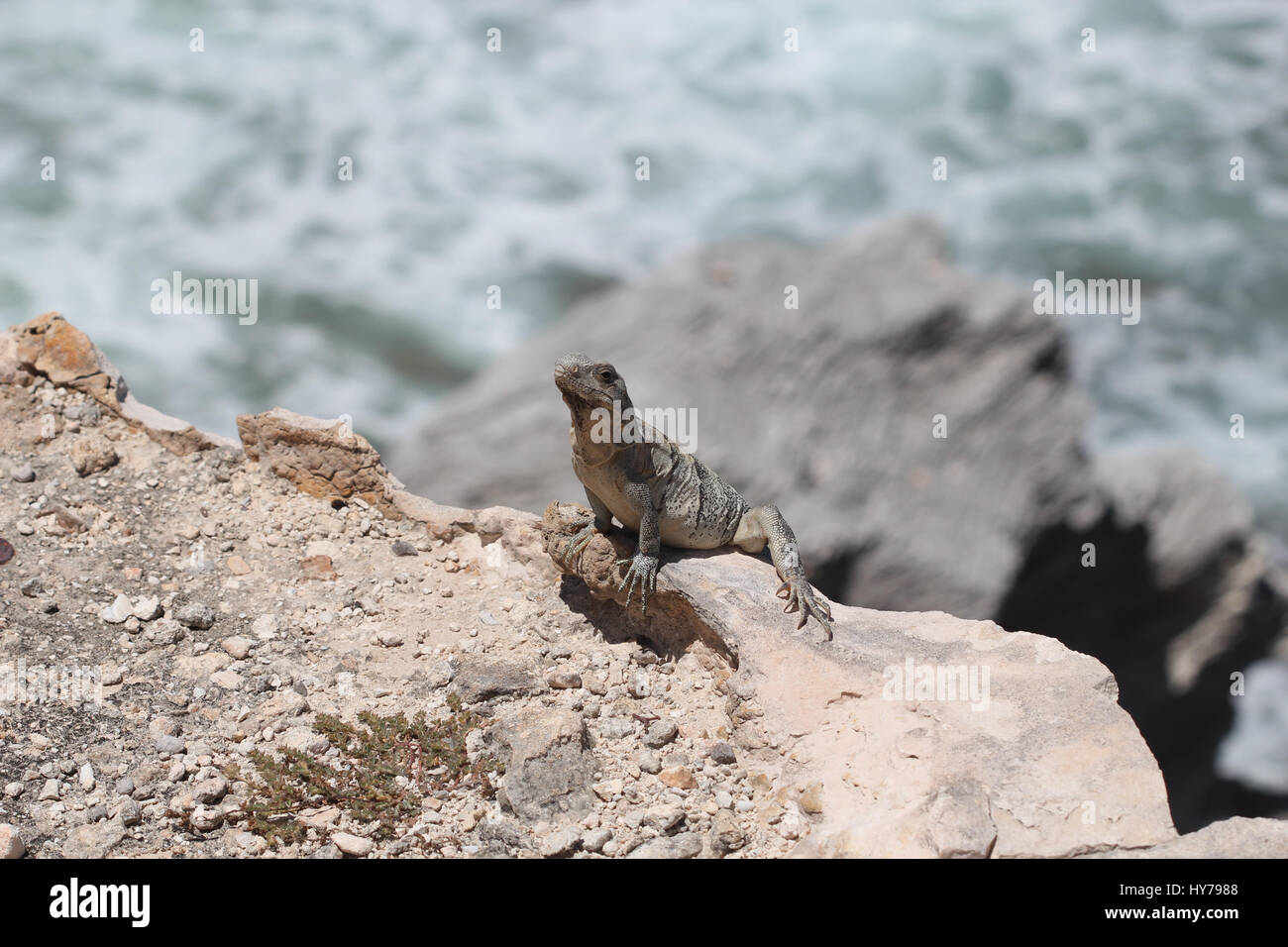 Mongoose caribbean hi-res stock photography and images - Alamy