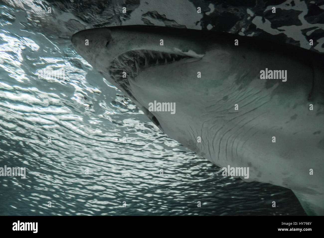 Shark teeth rows hi-res stock photography and images - Alamy