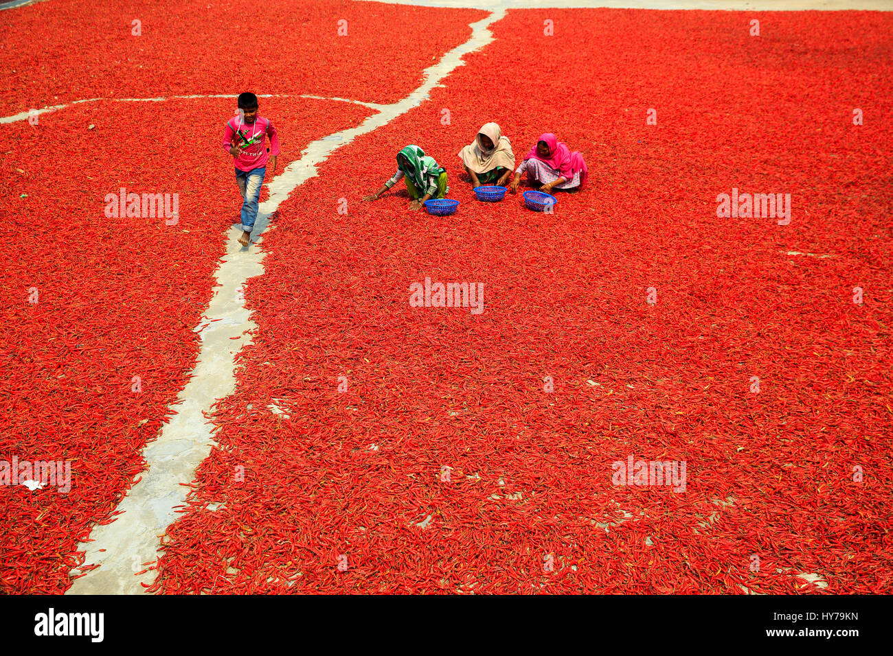 Men & Women process and dry red chili pepper under the sun at Shariakandi in Bogra, Bangladesh. Stock Photo