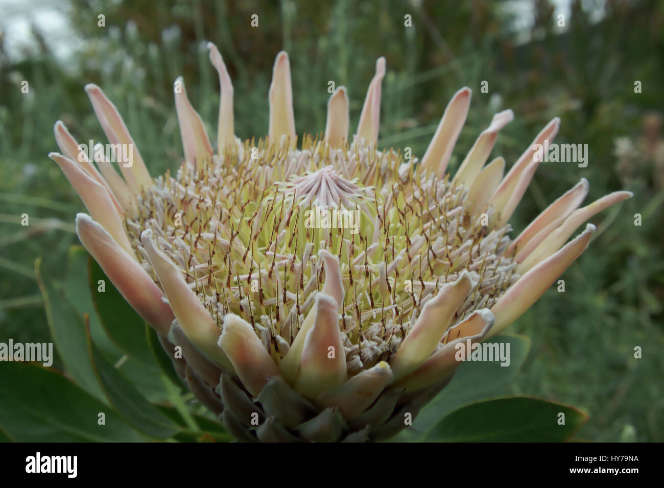 Protea cynaroides Stock Photo