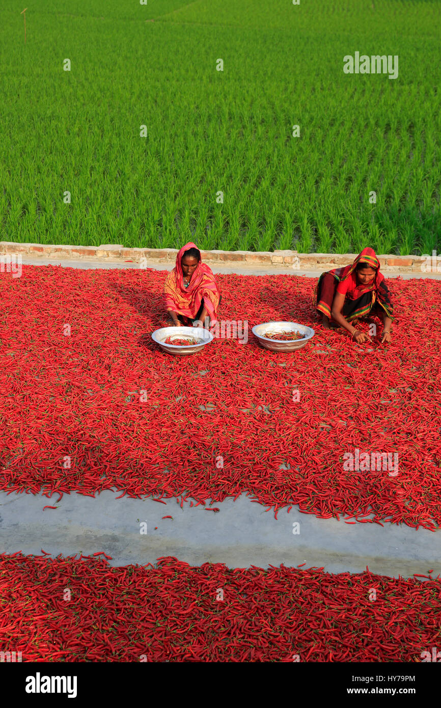 Women process and dry red chili pepper under the sun at Shariakandi in Bogra, Bangladesh. Stock Photo