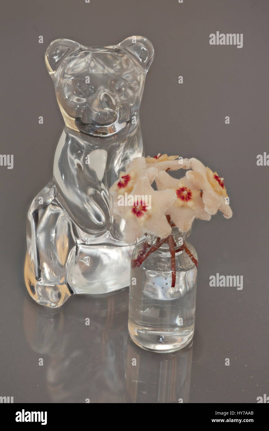 Bear Crystal Figurine And Bouquet Hoya Flowers In Vase Stock Photo