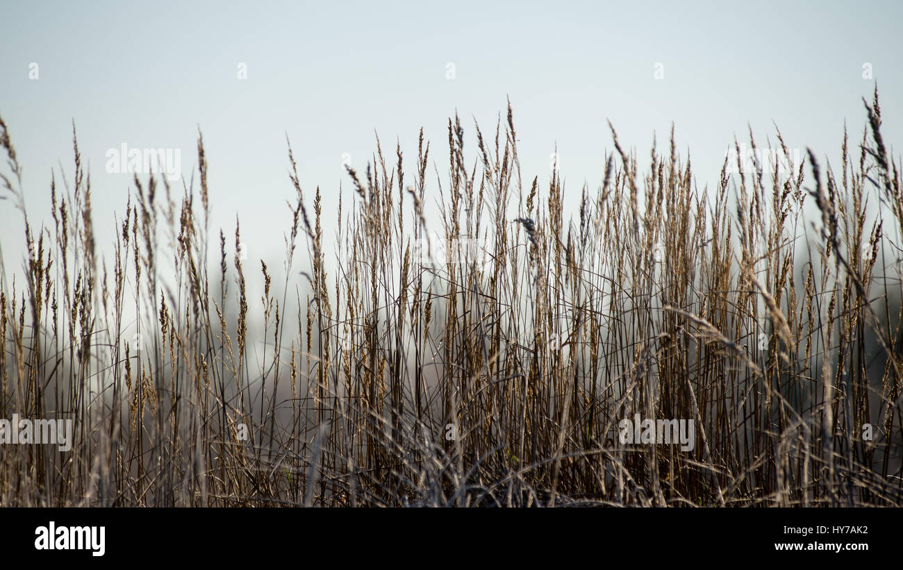 dry grass in winter on snowy background Stock Photo Alamy