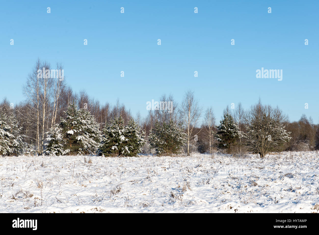 beautiful snowy winter landscape with trees and blue sky Stock Photo ...