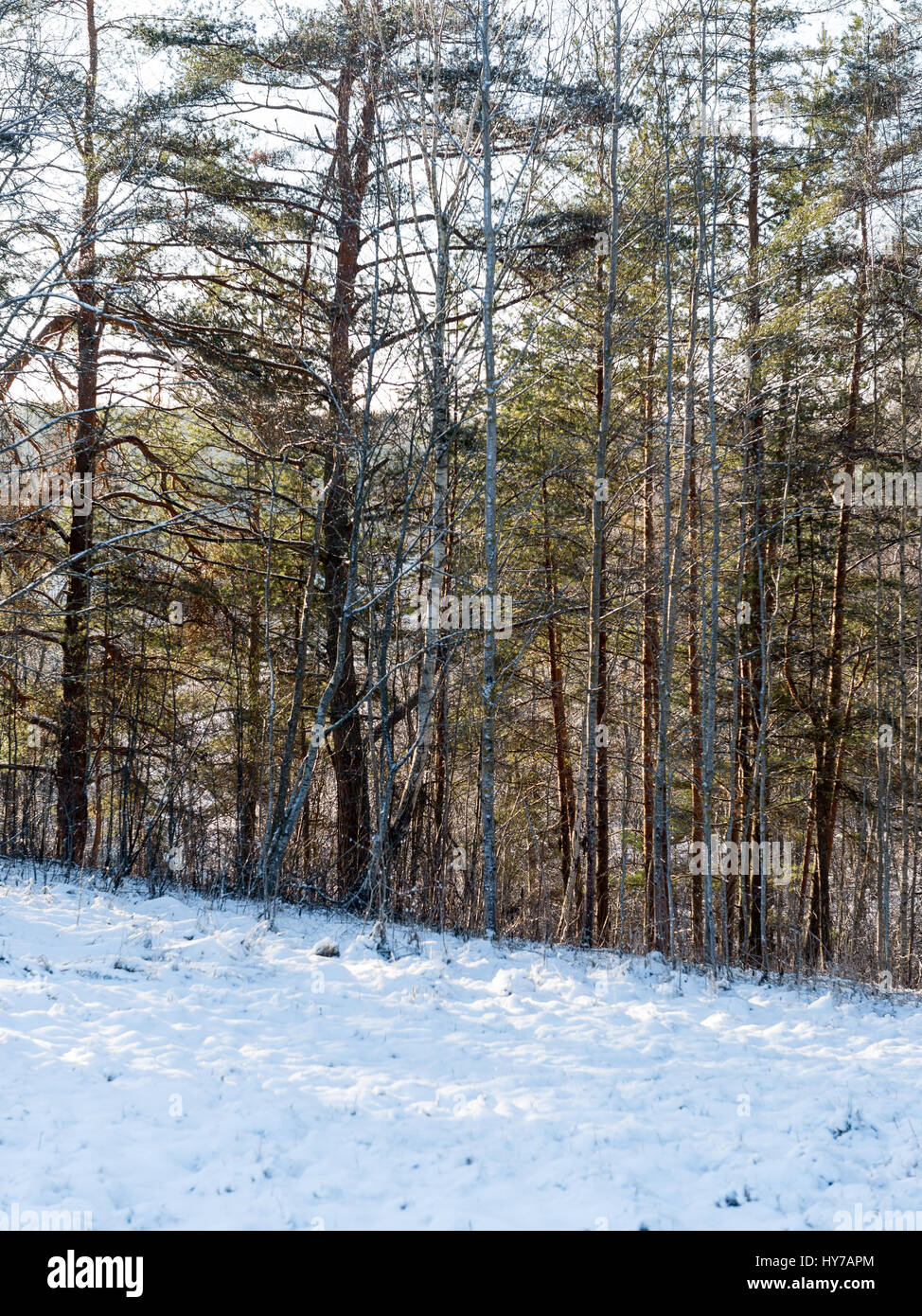 beautiful snowy winter landscape with trees and blue sky Stock Photo ...