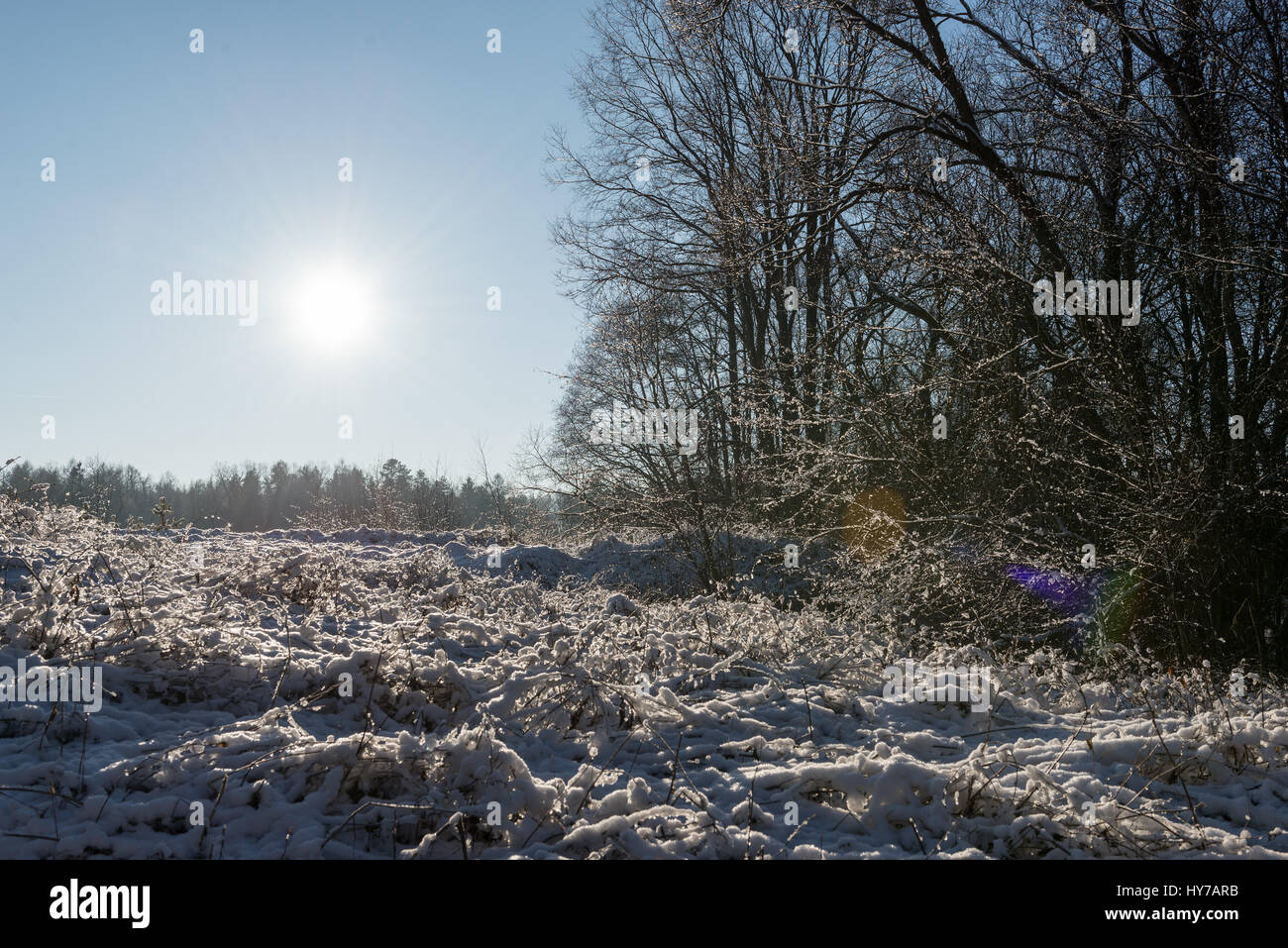 beautiful snowy winter landscape with trees and blue sky Stock Photo ...