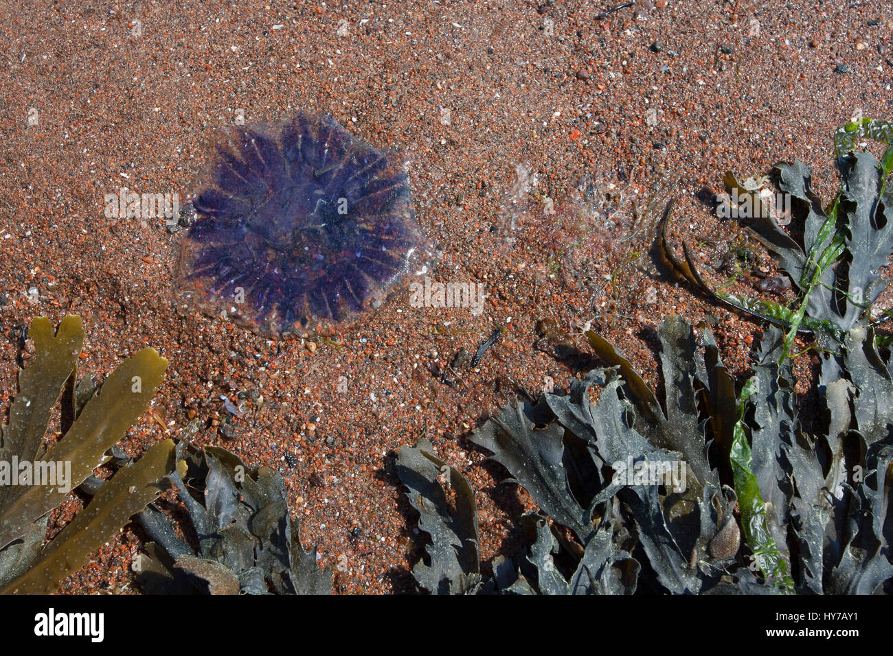 Purple jellyfish scotland hi-res stock photography and images - Alamy