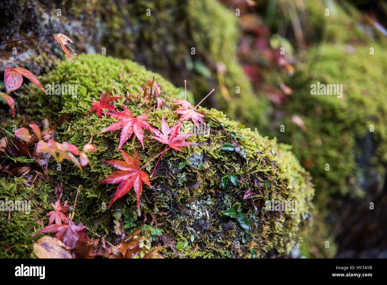 A beautiful autumn background with maple leaves Stock Photo - Alamy