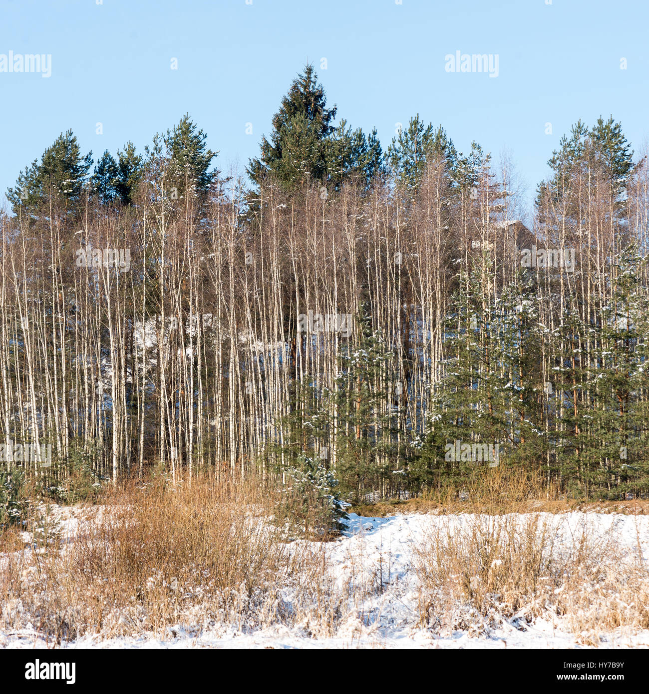beautiful snowy winter landscape with trees and blue sky Stock Photo ...