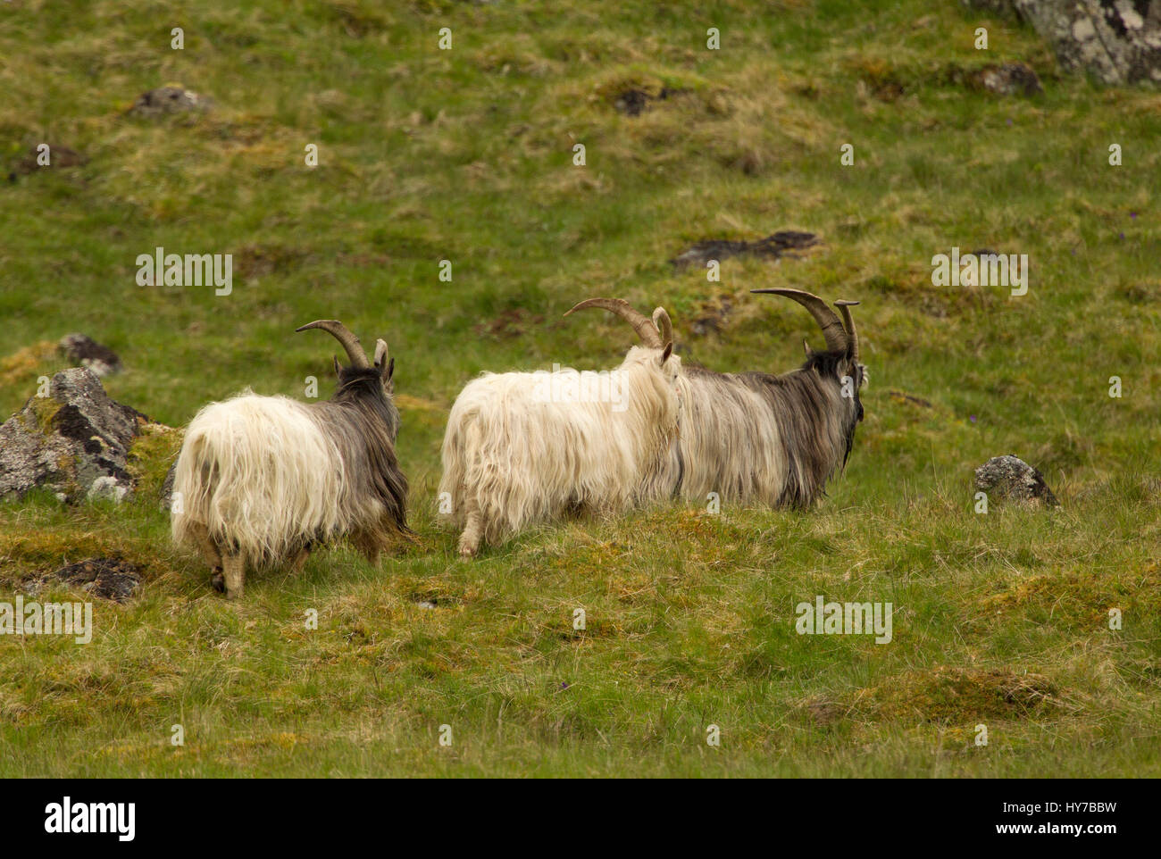 Feral Goats, back view of three adult walking on hillside. Taken June ...