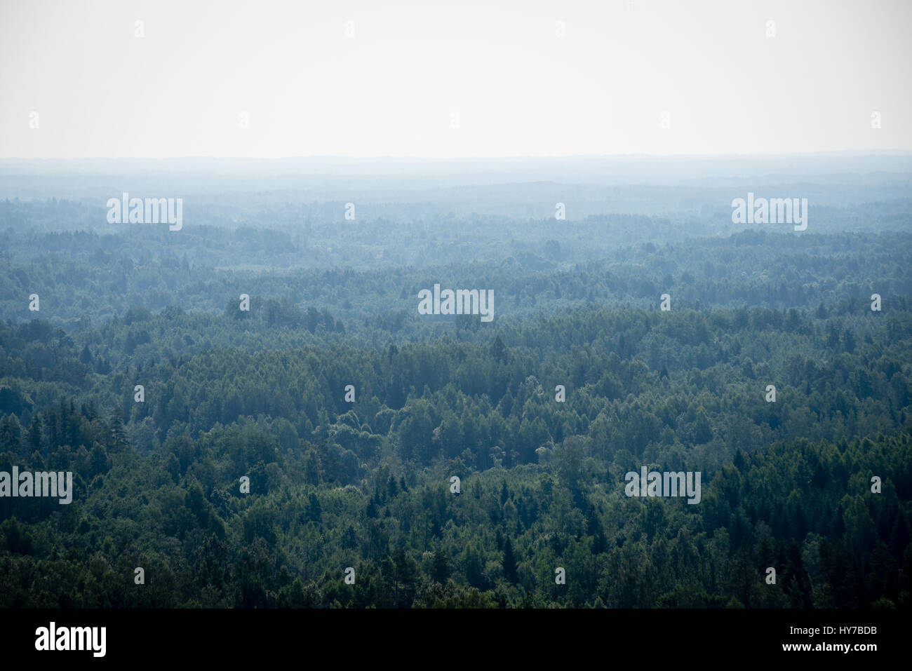 panoramic view of misty green forest. far horizon Stock Photo - Alamy