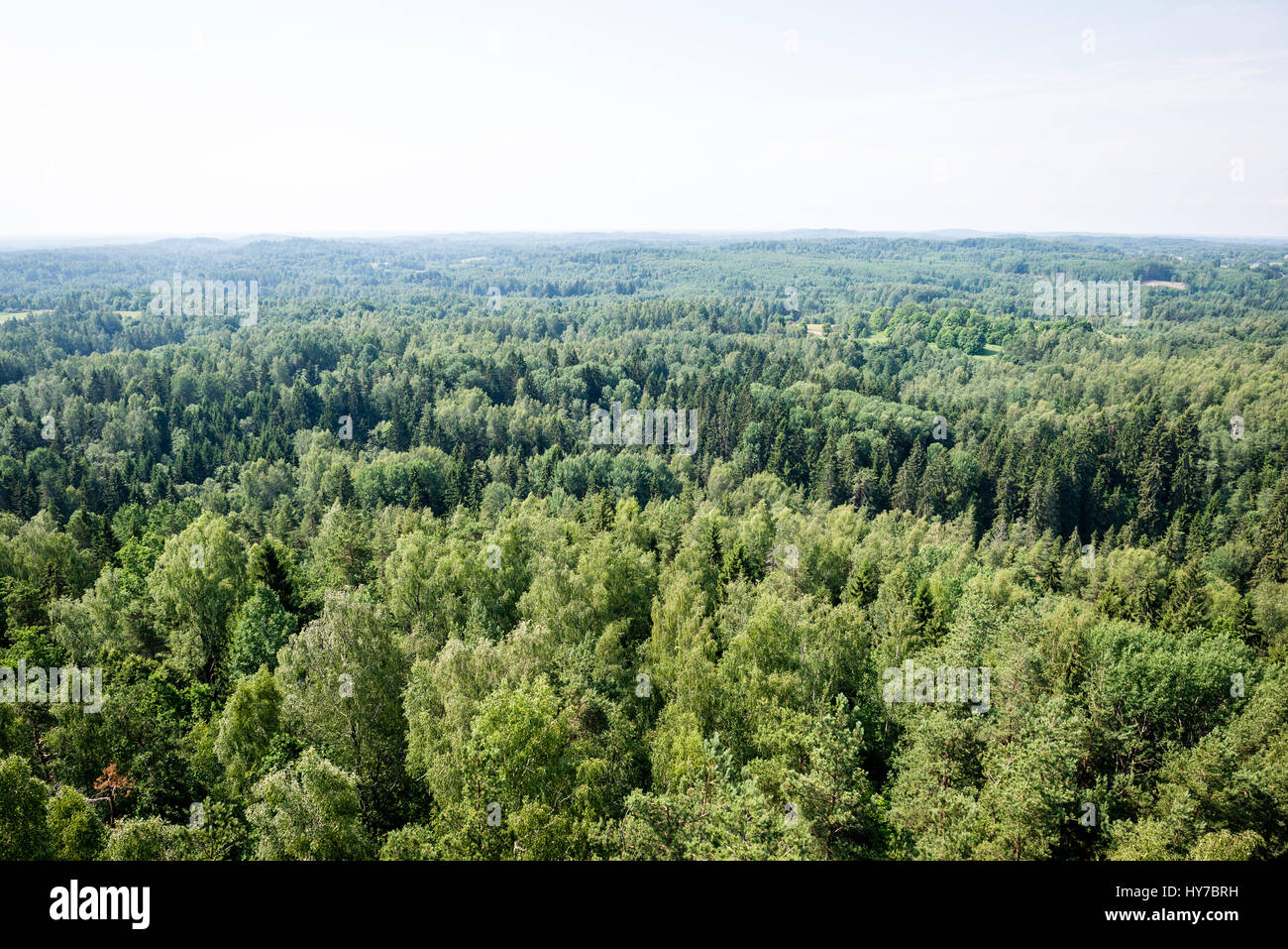 panoramic view of misty green forest. far horizon Stock Photo - Alamy