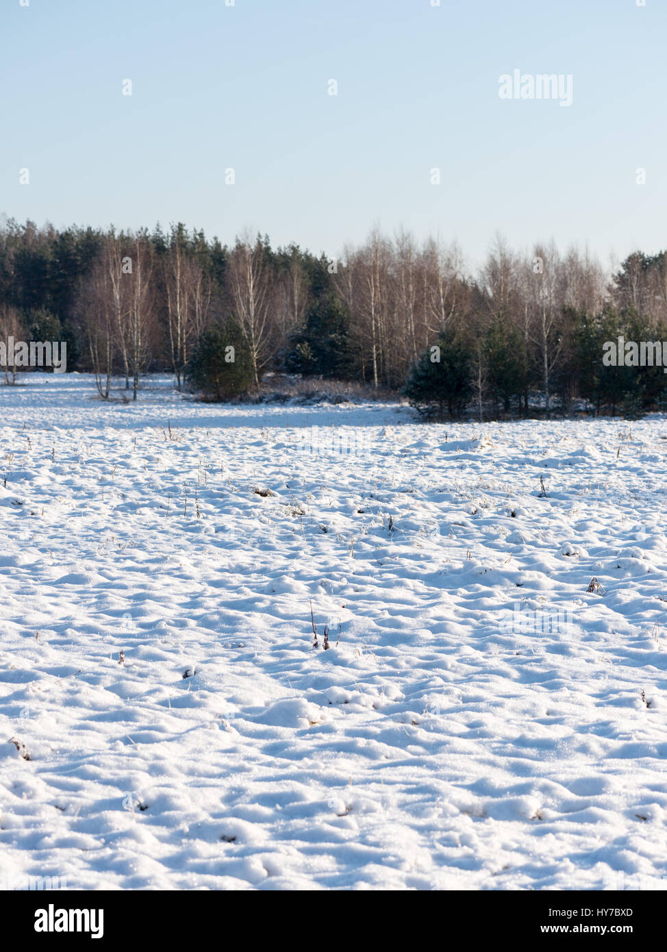 beautiful snowy winter landscape with trees and blue sky Stock Photo ...
