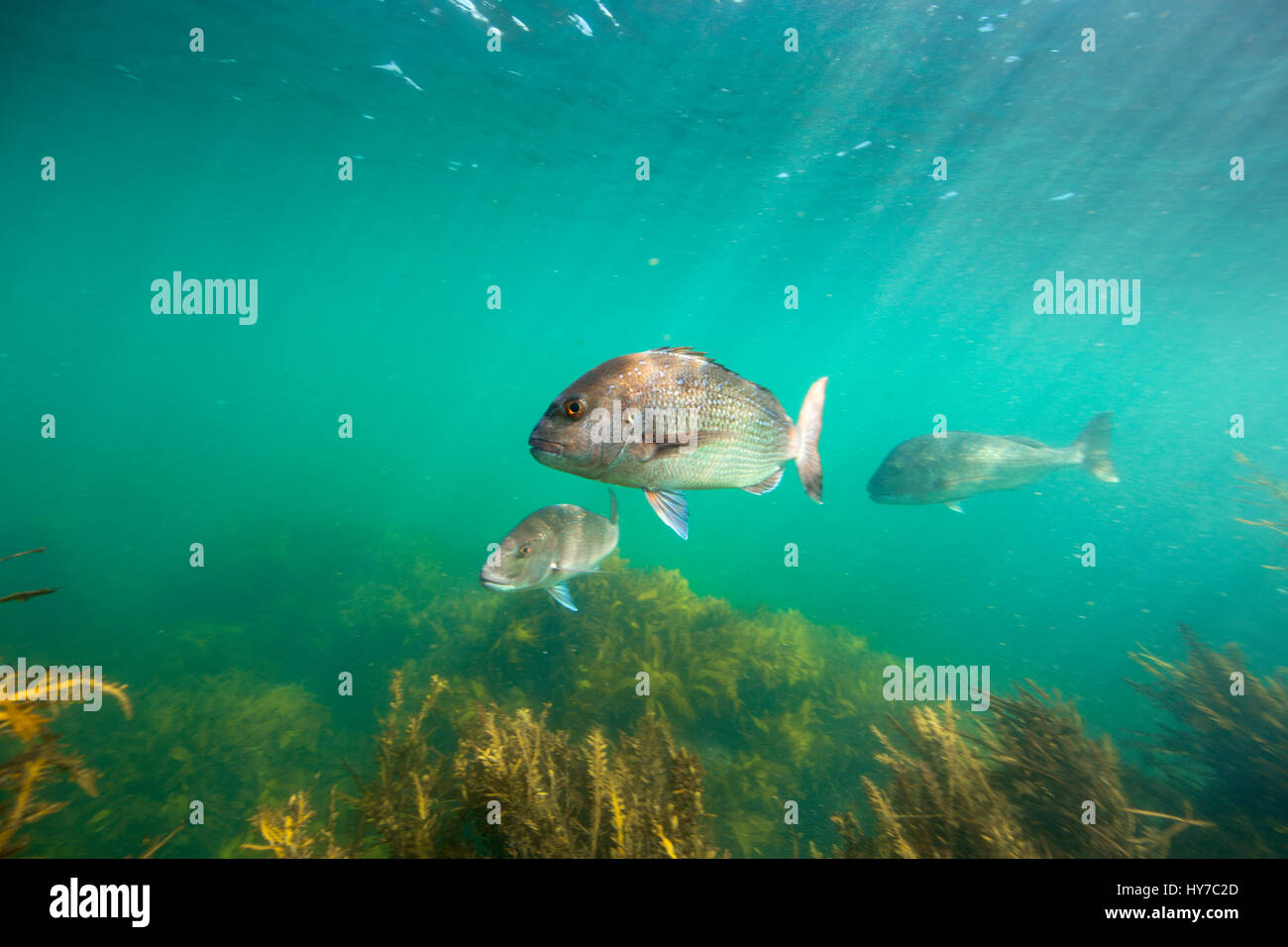 Snapper fish underwater swimming over kelp forest at Goat Island, New Zealand Stock Photo