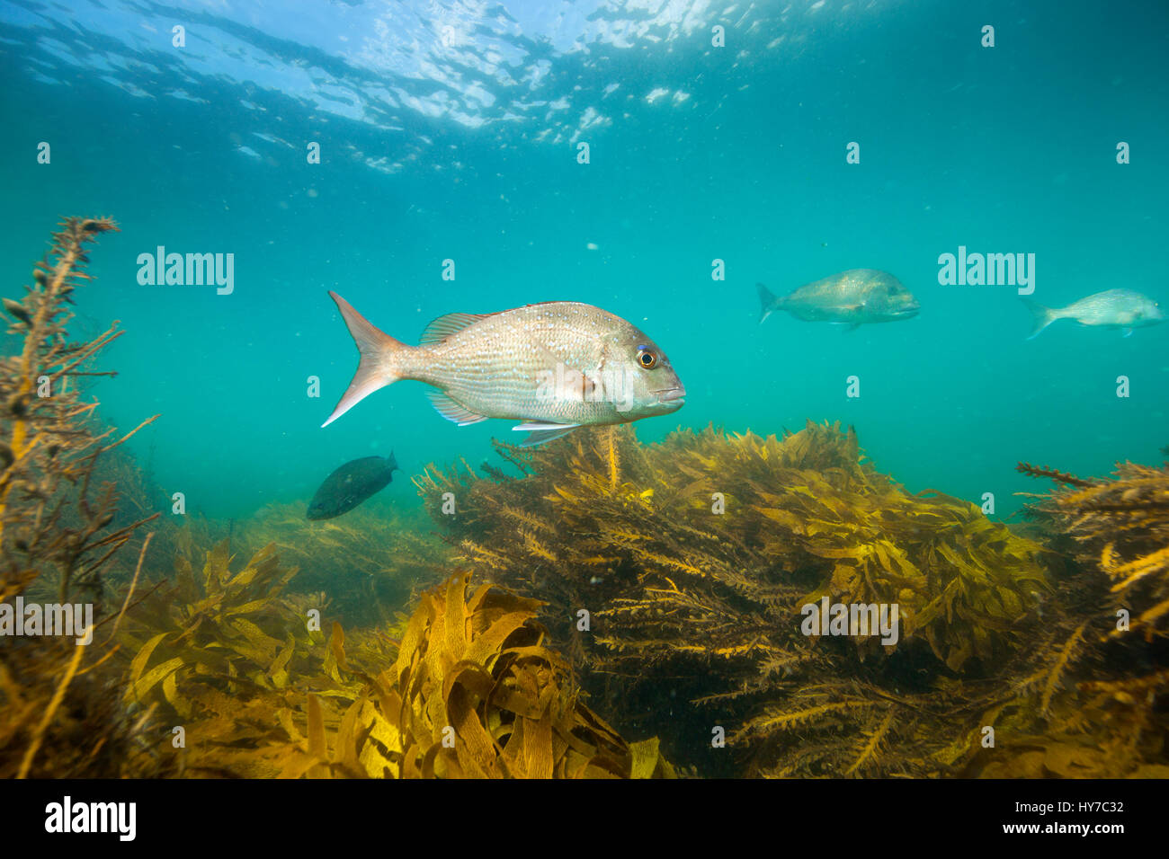 Snapper fish underwater swimming over kelp forest at Goat Island, New Zealand Stock Photo