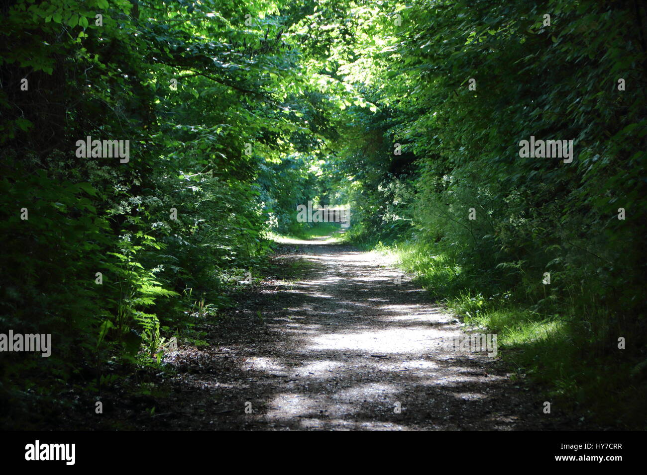 Empty Danish Forest Walking Path in Summer Afternoon Stock Photo - Alamy