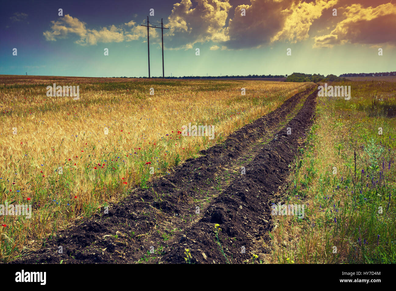 Wheat field with blue sky with sun and clouds Stock Photo - Alamy