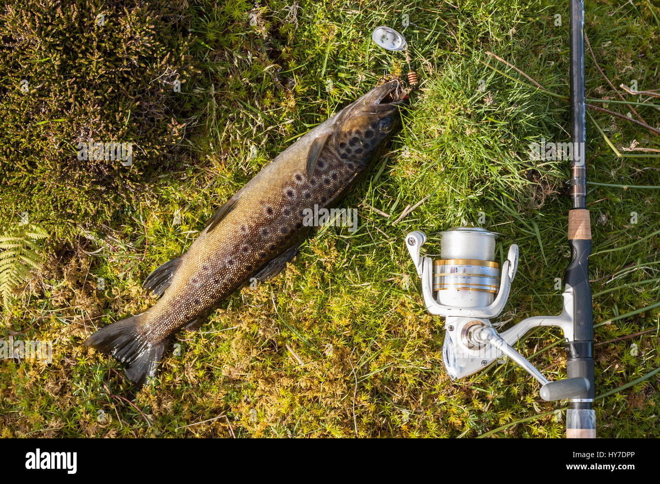 Wild brown trout caught on a spinner laying on grass with rod and reel