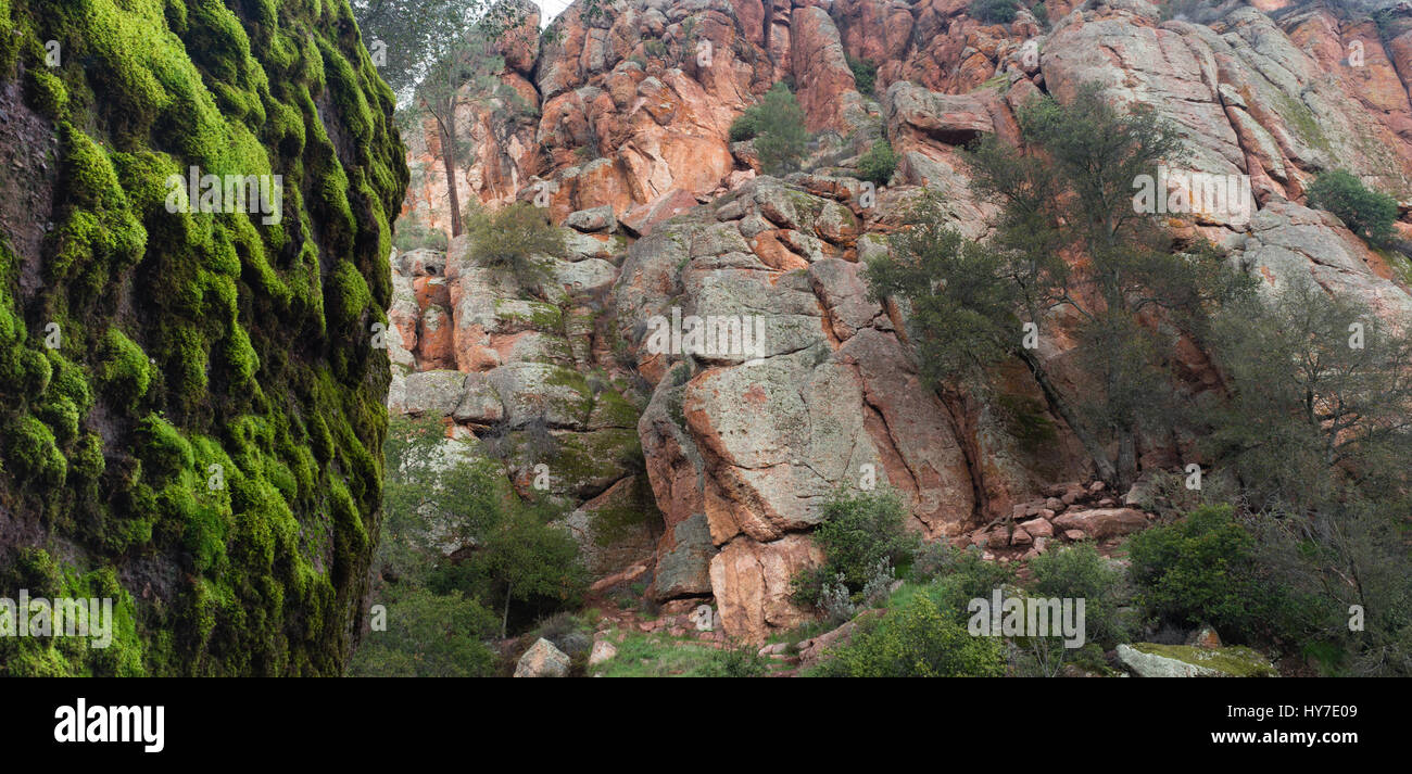 Moss grows on the east side of the range in Pinnacles NP Stock Photo