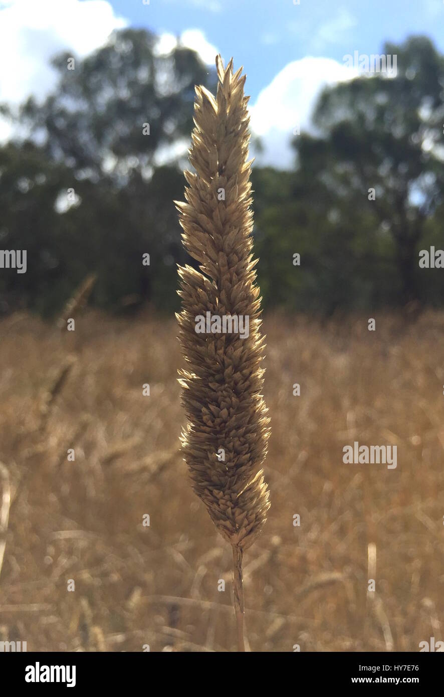 Summer grass on a hot dry day near the billabong in Australia Stock Photo