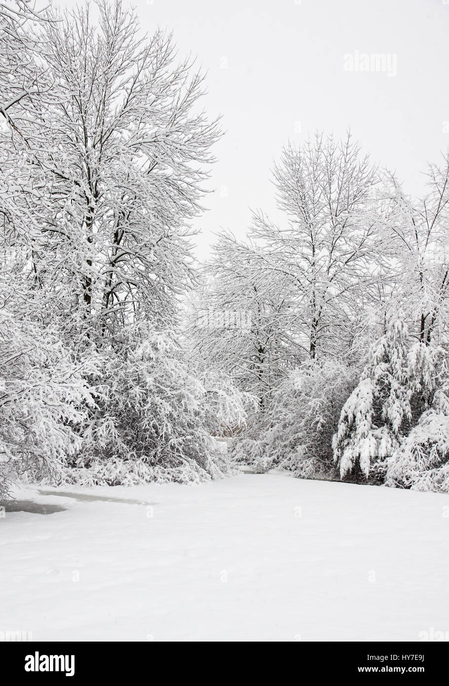 Lone Tree In The Snow In Upstate New York Background, Winter