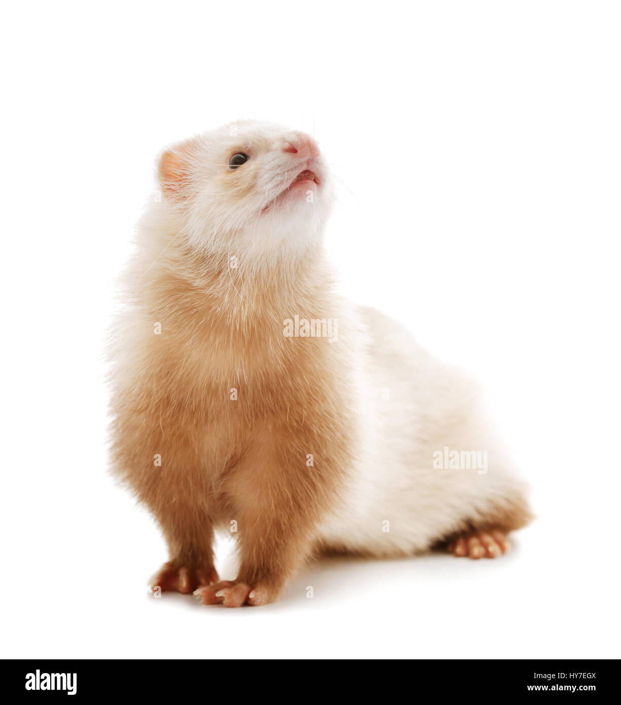ferret isolated on background Stock Photo - Alamy