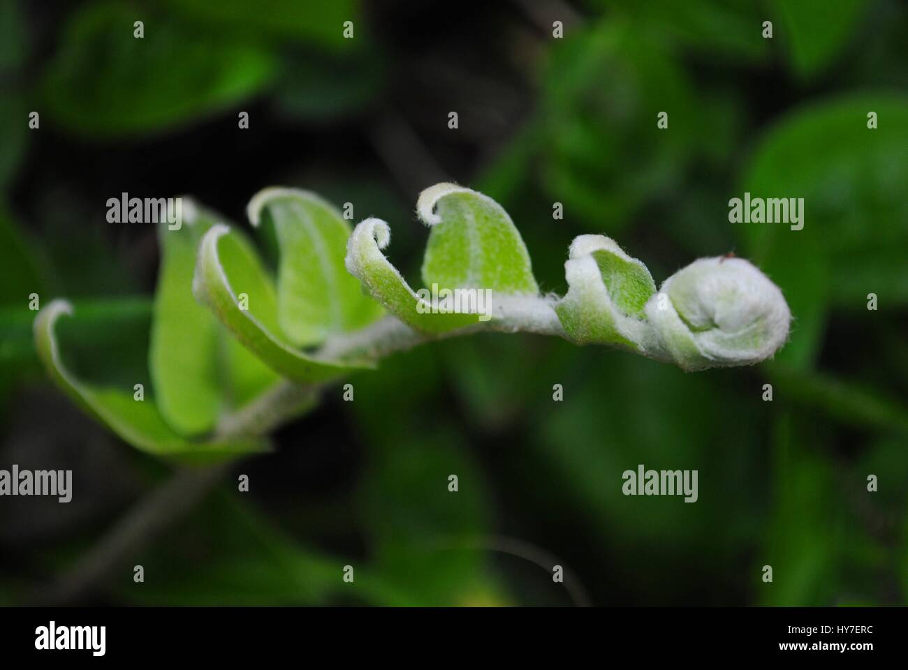 The fern's soft curling leaves is an attraction for nature
