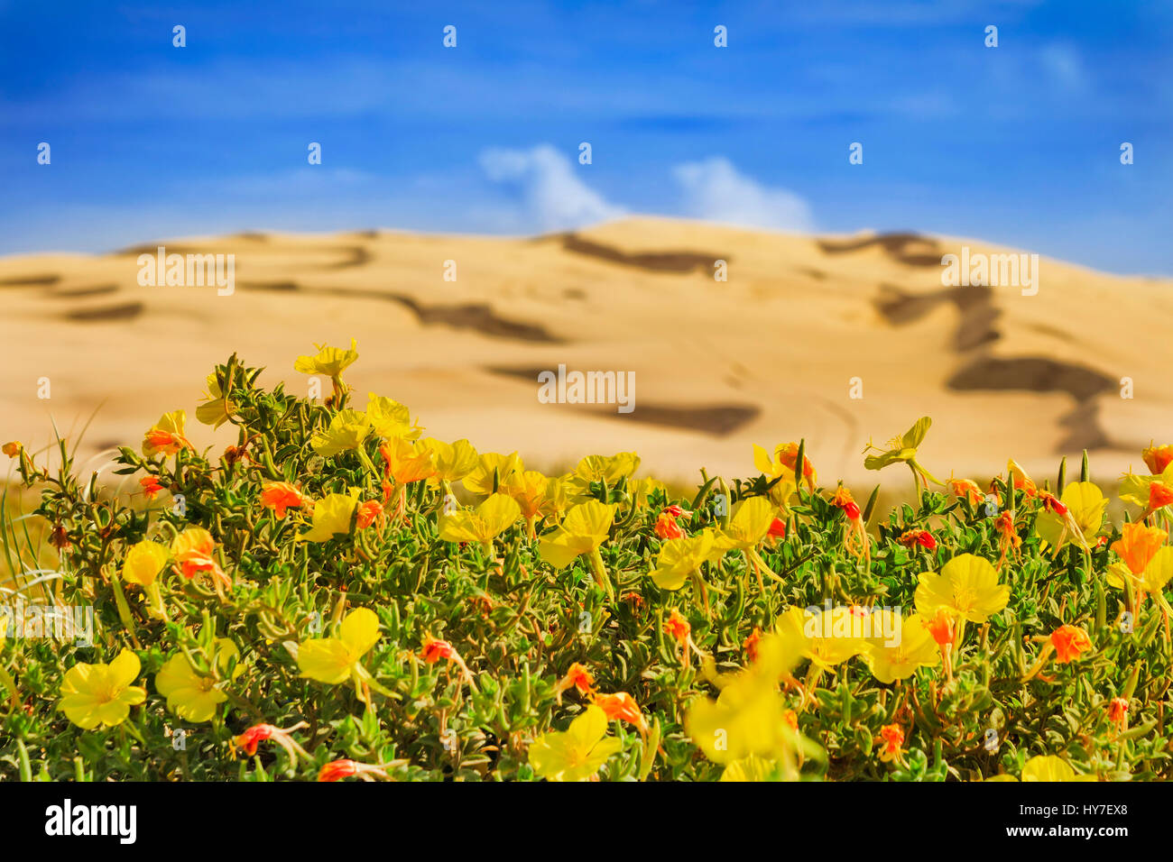 Blooming yellow red flowers in front of arid sand dunes of Stockton beach, NSW pacific coast, Australia. Stock Photo