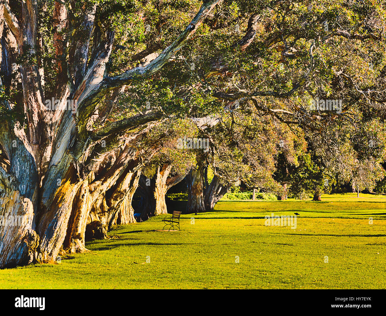 Old thick paperbark trees shading branches over green grass in Sydney Centennial park in warm rays of rising sun. Stock Photo