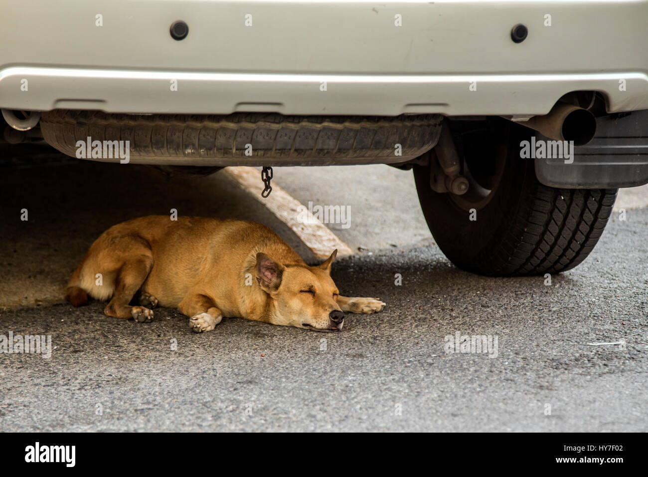 Sleeping brown dog under the SUV car Stock Photo