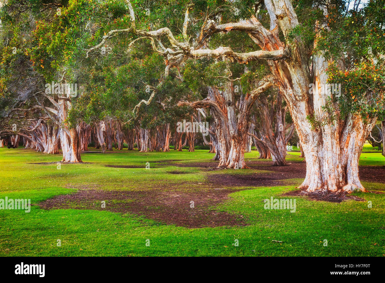 Deep forest of paperbark mythle trees in Sydney Centennial park at sunrise growing from green grass lawns. Stock Photo