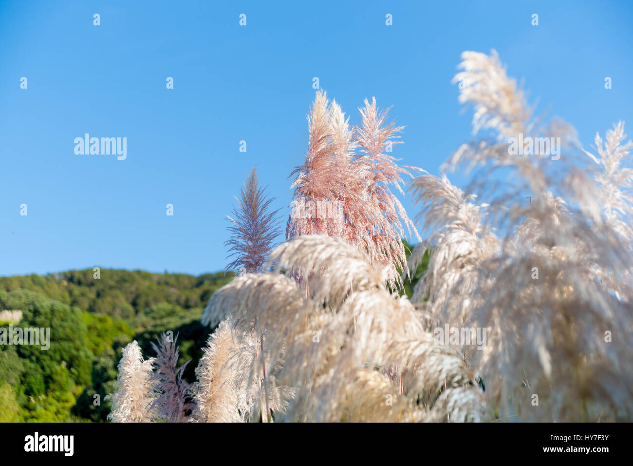 Pampas grass shallow depth of field focus on pink tone seed head